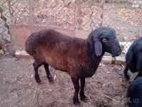 Ram, Sheep — photo 1