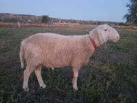 Ram, Assaf sheep — photo 1
