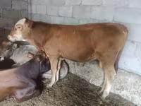 Toro, Simmental cattle — foto 4