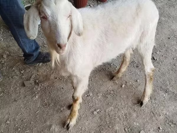 عنزة, الماعز