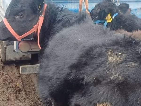 Bulle, Aberdeen-Angus