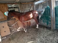 Yegua, Caballos — foto 1