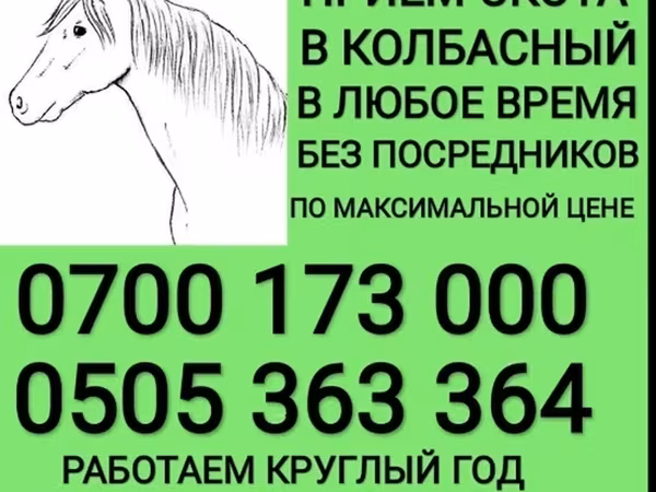 Конь, Лошади — Кыргызстан