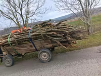 Hengst, Pferde — Foto 1