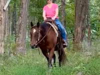 Mare, Quarter Horse — photo 5