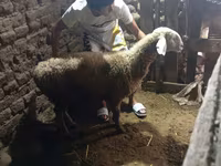 Sheep, Sheep — photo 3