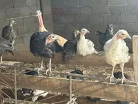 Turkeys — Foto 4