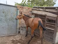 Yegua, Caballos — foto 3
