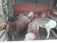 Ram, Sheep — photo 1