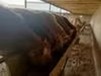 Bulle, Simmental cattle — Foto 7