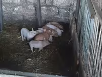 Eber, Schweine — Foto 2