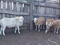 Carnero, Katum sheep — foto 1