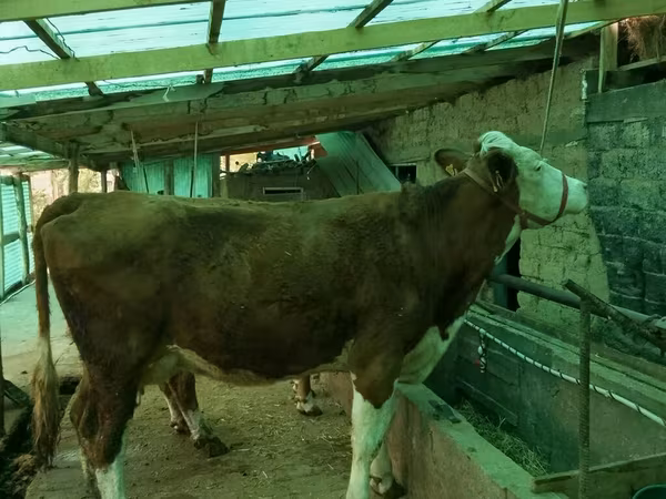 Simmental cattle