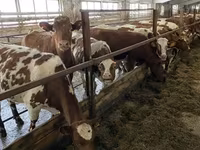 Vaca, Simmental cattle — foto 4