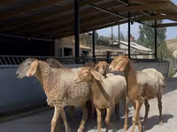 Schaf, Arashan sheep — Foto 2
