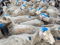母羊, Sheep — 照片 2