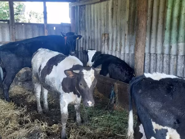 Kuh, Holstein-Rasse