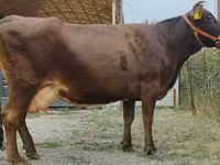 Vaca, Simmental cattle — foto 5