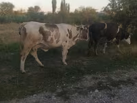 Vaca, Ganado vacuno — foto 1