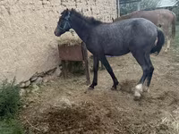 घोड़ा, Friesian sport horse — फ़ोटो 3