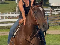 Mare, Quarter Horse — photo 3