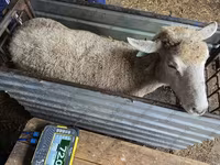 भेड़, Kuibyshev sheep — फ़ोटो 2