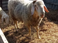 मेढ़ा, Assaf sheep — फ़ोटो 1