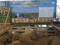 公羊, Sheep — 照片 1