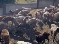 Schaf, Kuibyshev sheep — Foto 3