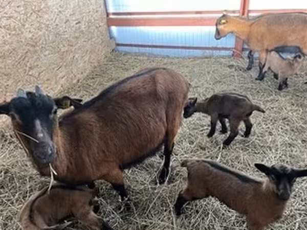 Goat, Alpine goat