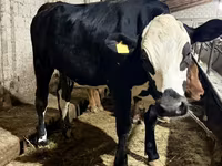 Kuh, Holstein-Rasse — Foto 1