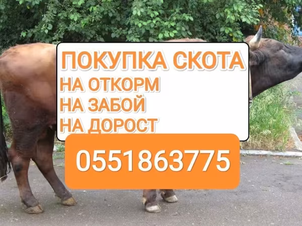 Бык, Коровы