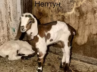 Cabro, Kamori goats — foto 1
