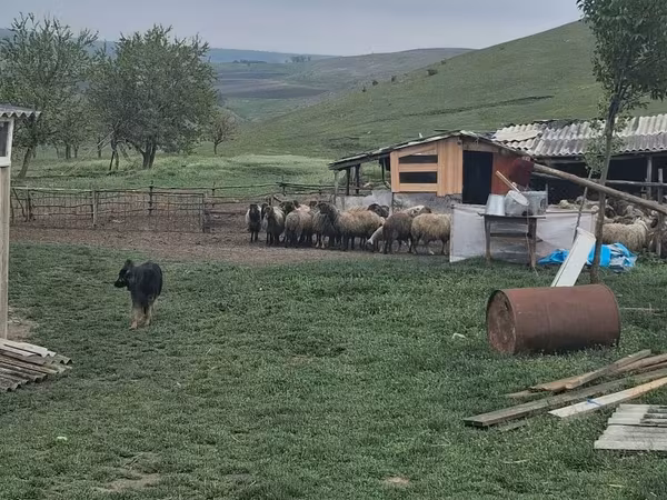 Ram, Sheep