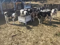 Vaca, Ganado vacuno — foto 5