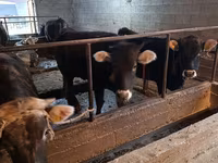 Kuh, Swiss cattle — Foto 4