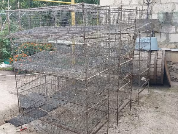 Клетки для перепелов