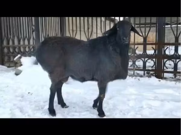 Баран, Бараны