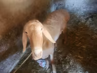 Widder, Arashan sheep — Foto 1