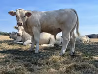 सांड, कास्ता गाय — फ़ोटो 7