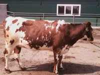 Bull, Kazakh White-headed cow — photo 8