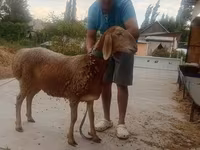 Oveja, Arashan sheep — foto 6