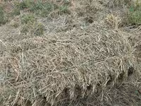 🌾 Сено после семенника 🌾 Продам сено, после обмолота. кастра Без — фото 2