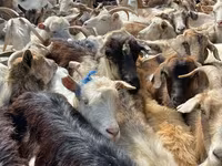 母羊, Sheep — 照片 2