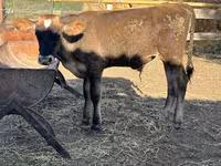 सांड, अलाताऊ नस्ल — फ़ोटो 1