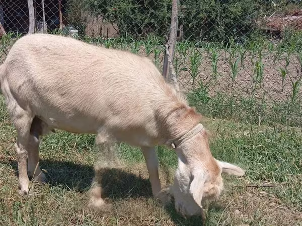 Коза, Зааненская коза