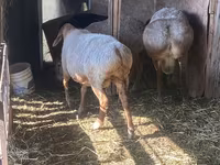 Widder, Arashan sheep — Foto 4