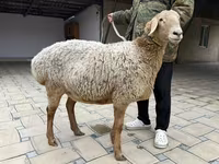 Schaf, Arashan sheep — Foto 5