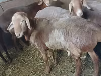 Ram, Arashan sheep — photo 4