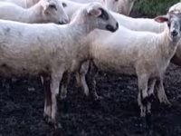 نعجة, Tsigai sheep — الصورة 1